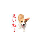 土佐弁コーギーマリーさん2（個別スタンプ：1）