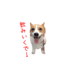 土佐弁コーギーマリーさん2（個別スタンプ：6）