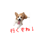 土佐弁コーギーマリーさん2（個別スタンプ：9）
