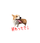 土佐弁コーギーマリーさん2（個別スタンプ：18）