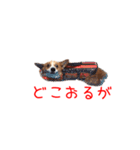 土佐弁コーギーマリーさん2（個別スタンプ：19）