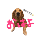 おすましなRachel（個別スタンプ：1）
