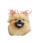 ちーの顔芸スタンプ（個別スタンプ：1）