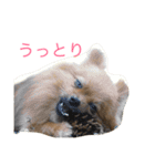 ちーの顔芸スタンプ（個別スタンプ：7）