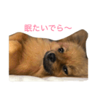 ちーの顔芸スタンプ（個別スタンプ：8）