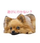ちーの顔芸スタンプ（個別スタンプ：12）