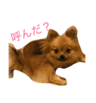 ちーの顔芸スタンプ（個別スタンプ：13）