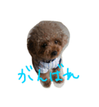 haha dog（個別スタンプ：3）