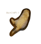 毒舌ロビン（個別スタンプ：16）
