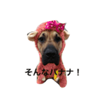 犬がいっぱい（個別スタンプ：5）