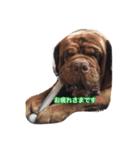犬がいっぱい（個別スタンプ：6）