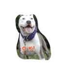 犬がいっぱい（個別スタンプ：10）