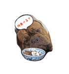 犬がいっぱい（個別スタンプ：11）