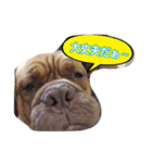 犬がいっぱい（個別スタンプ：12）