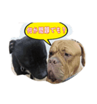 犬がいっぱい（個別スタンプ：13）