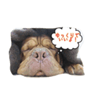 犬がいっぱい（個別スタンプ：14）