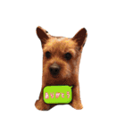犬がいっぱい（個別スタンプ：16）