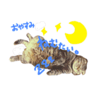 にゃーた大佐と時々べんちゃんこっちゃん（個別スタンプ：6）