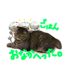にゃーた大佐と時々べんちゃんこっちゃん（個別スタンプ：9）