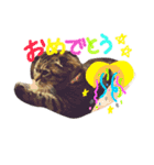 にゃーた大佐と時々べんちゃんこっちゃん（個別スタンプ：10）