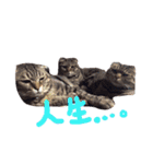 にゃーた大佐と時々べんちゃんこっちゃん（個別スタンプ：15）