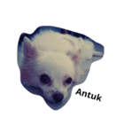 Mercythedoggo（個別スタンプ：3）