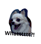 Mercythedoggo（個別スタンプ：4）
