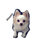 Mercythedoggo（個別スタンプ：6）