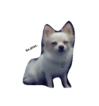 Mercythedoggo（個別スタンプ：7）