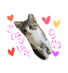 ★かわいい猫☆写真★（個別スタンプ：3）