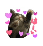 ★かわいい猫☆写真★（個別スタンプ：5）