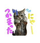 ★かわいい猫☆写真★（個別スタンプ：7）