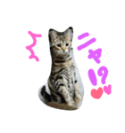 ★かわいい猫☆写真★（個別スタンプ：8）