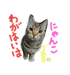 ★かわいい猫☆写真★（個別スタンプ：9）