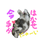 ★かわいい猫☆写真★（個別スタンプ：10）