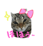 ★かわいい猫☆写真★（個別スタンプ：11）