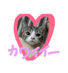 ★かわいい猫☆写真★（個別スタンプ：12）