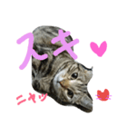 ★かわいい猫☆写真★（個別スタンプ：13）