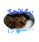 ★かわいい猫☆写真★（個別スタンプ：15）