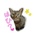 ★かわいい猫☆写真★（個別スタンプ：16）