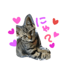 ★かわいい猫☆写真★（個別スタンプ：17）