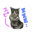 ★かわいい猫☆写真★（個別スタンプ：18）