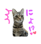 ★かわいい猫☆写真★（個別スタンプ：19）