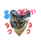 ★かわいい猫☆写真★（個別スタンプ：20）