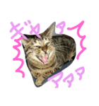 ★かわいい猫☆写真★（個別スタンプ：23）