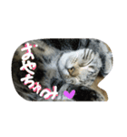 ★かわいい猫☆写真★（個別スタンプ：24）