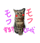★かわいい猫☆写真★（個別スタンプ：25）