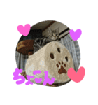 ★かわいい猫☆写真★（個別スタンプ：26）
