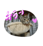 ★かわいい猫☆写真★（個別スタンプ：28）