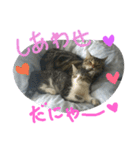 ★かわいい猫☆写真★（個別スタンプ：29）
